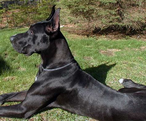 huge black dong|10 Big Black Dog Breeds You'll Love .